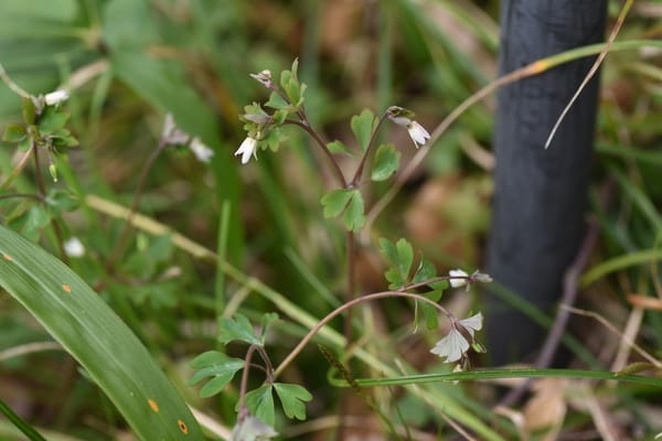 Semiaquilegia