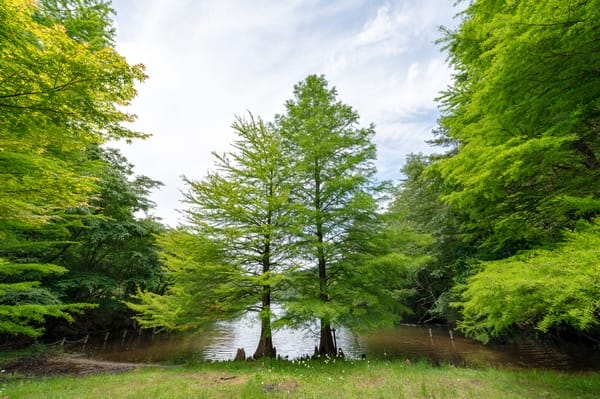 Taxodium