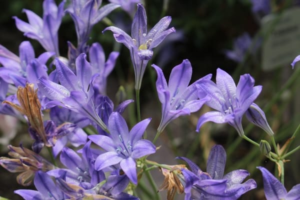 Triteleia