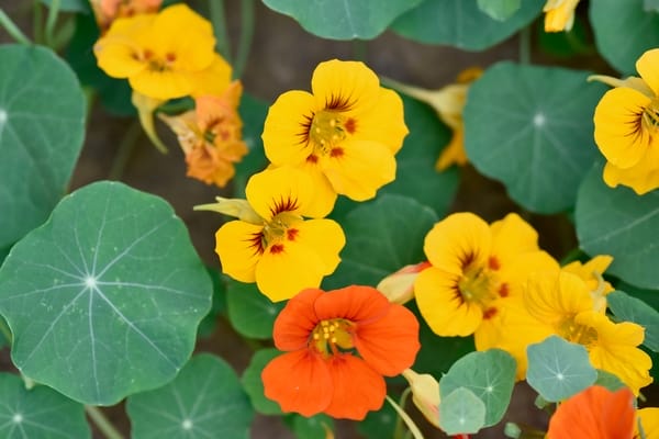 Tropaeolum