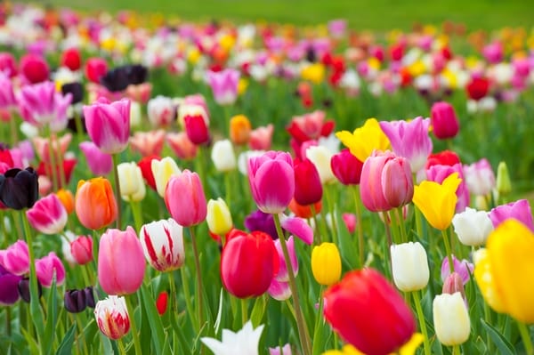TulipanoTulipa