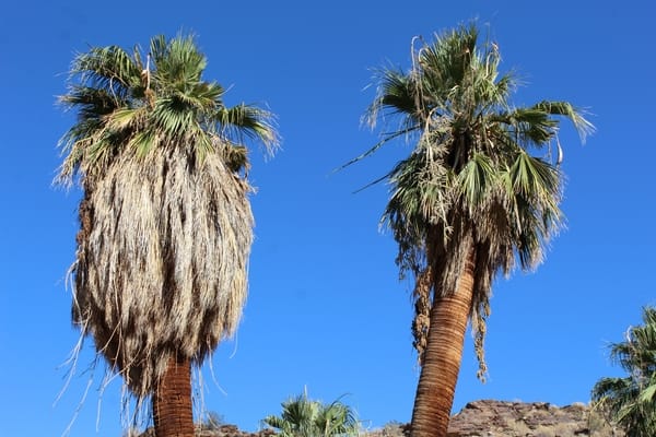 Washingtonia Filifera