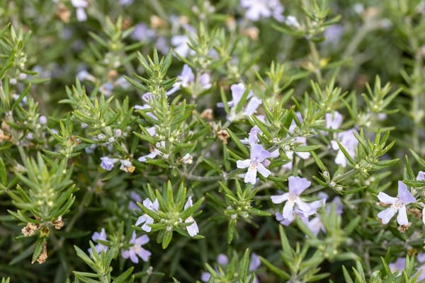 Westringia