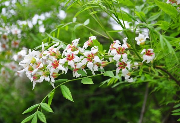 Xanthoceras