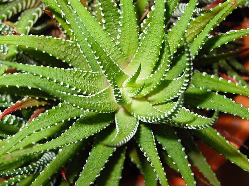 mondo vivai manuale del giardiniere tutto botanica aloe vera