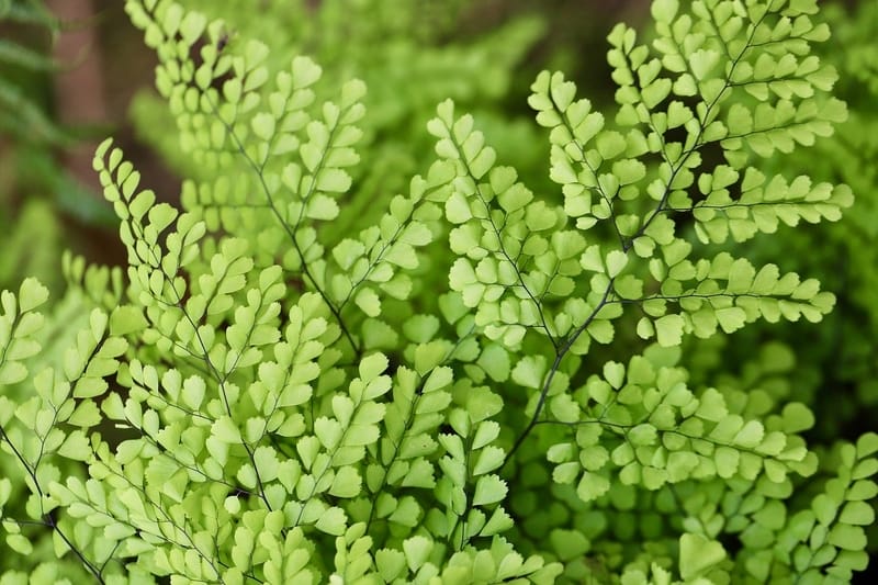 mondo vivai manuale del giardiniere tutto botanica capelvenere|mondo vivai manuale del giardiniere tutto botanica capelvenere