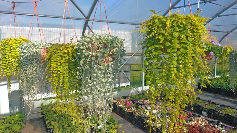 mondo vivai manuale del giardiniere tutto botanica dichondra argentea