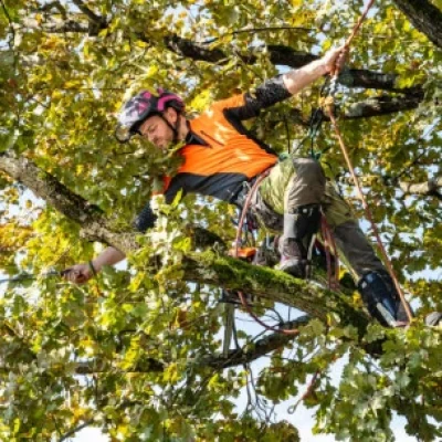 potatore che taglia i rami di un albero
